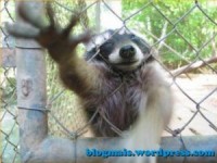/album/galeria-de-fotos-mundo-animal/animais-16-jpg/